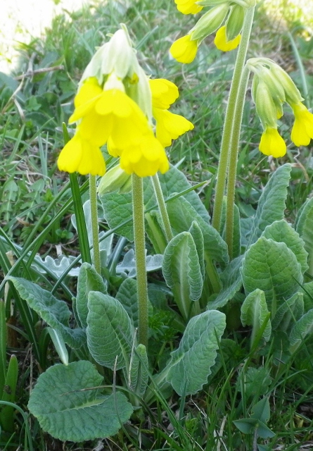 da identificare tre - Viola sp. e Primula sp.